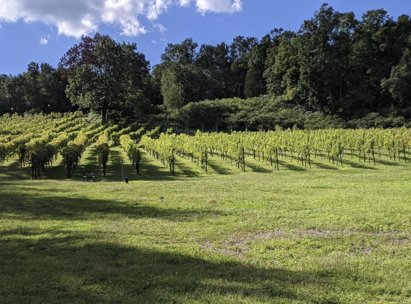  Hudson valley wine tours_ Hudson Valley Vineyard tours_ Hudson valley_ wine taste_ winery tour_ Hudson valley tours_ local winery tours_ local vineyard tours_Clearview Vineyard_Clearview Winery_wine tours near me_1.png