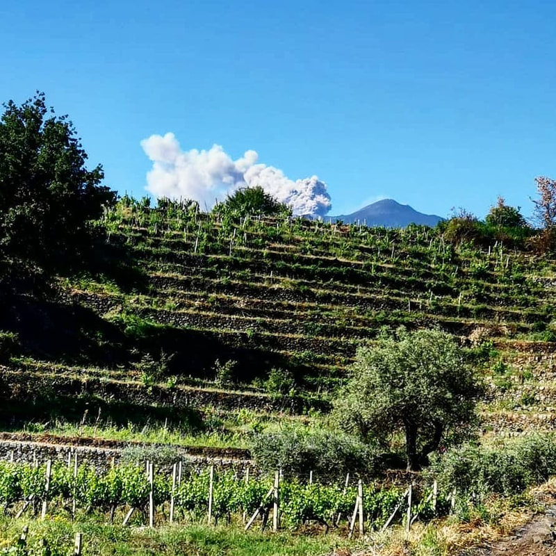 Firriato - VIP Wine Tours Italy - Sicily