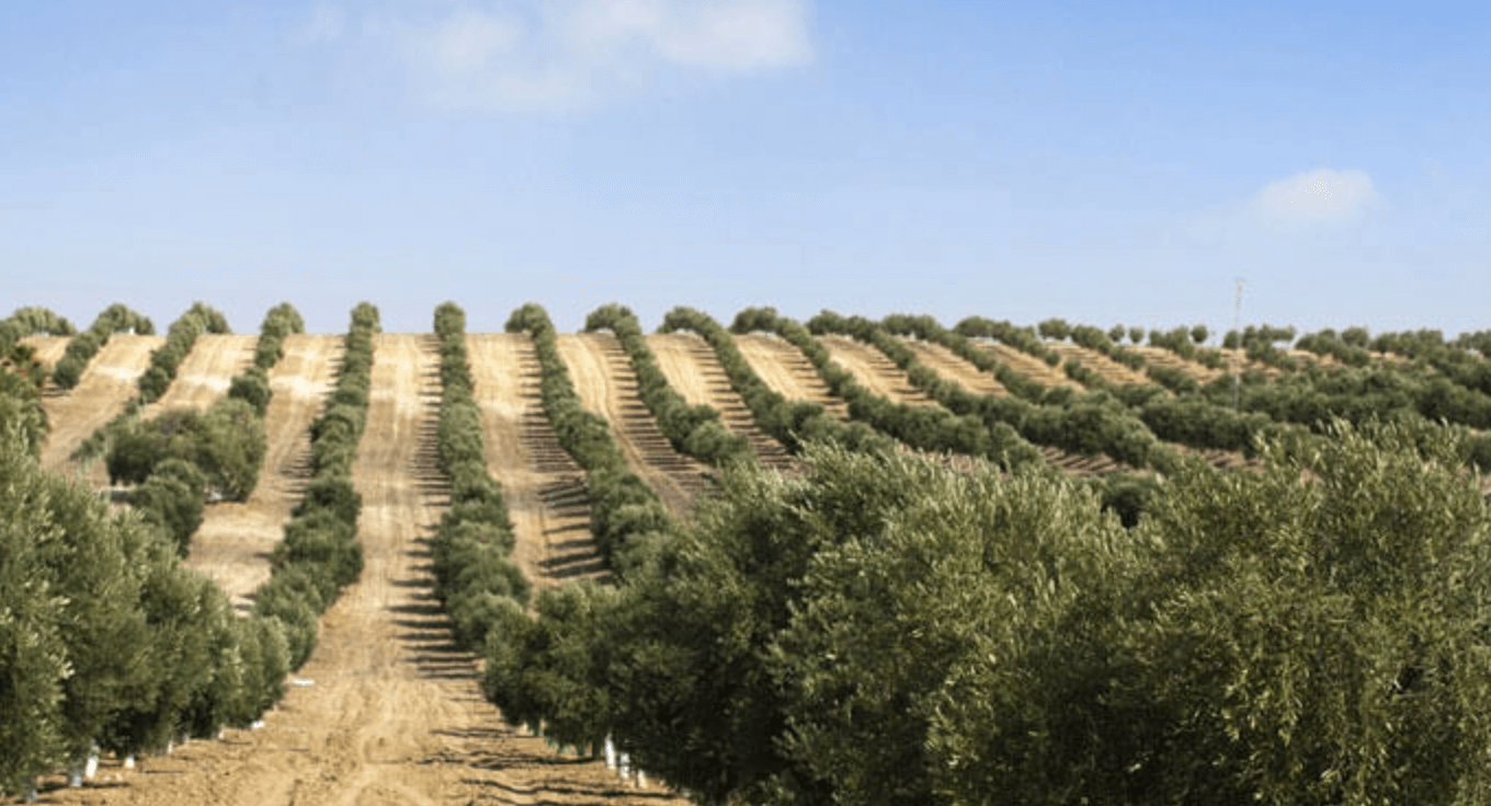Olio Arke Olive Oil Tour - VIP Wine Tours Italy - Sicily