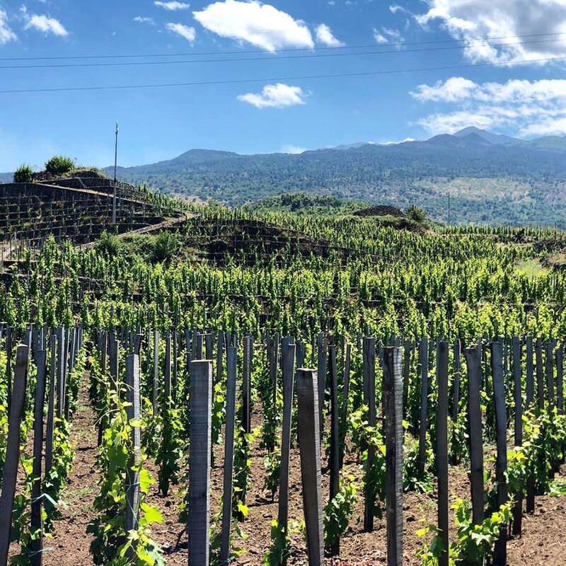 Firriato - VIP Wine Tours Italy - Sicily