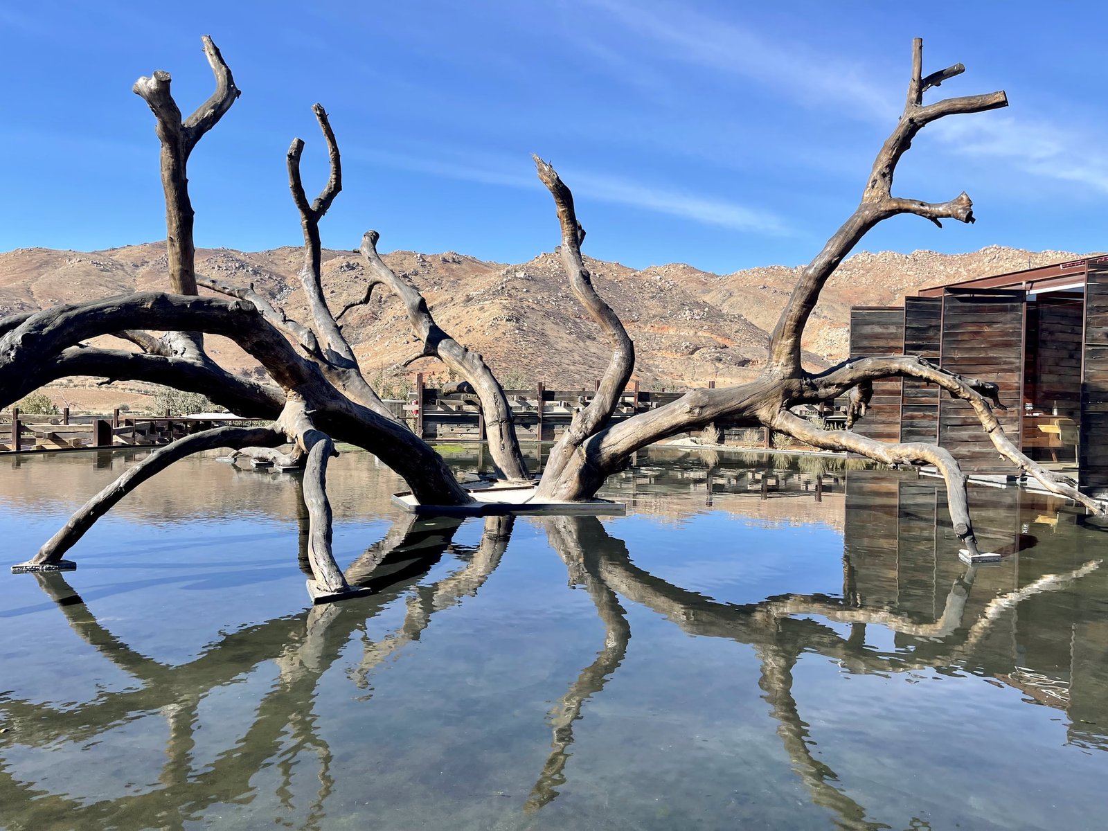 Submerged tree sculpture, reflecting pool, Bruma Winery, Valle de Guadalupe Mexico Tour.