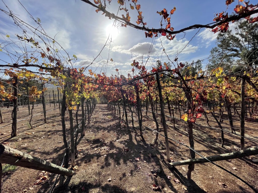 Vineyard, autumn colors, Valle de Guadalupe Mexico Tour.