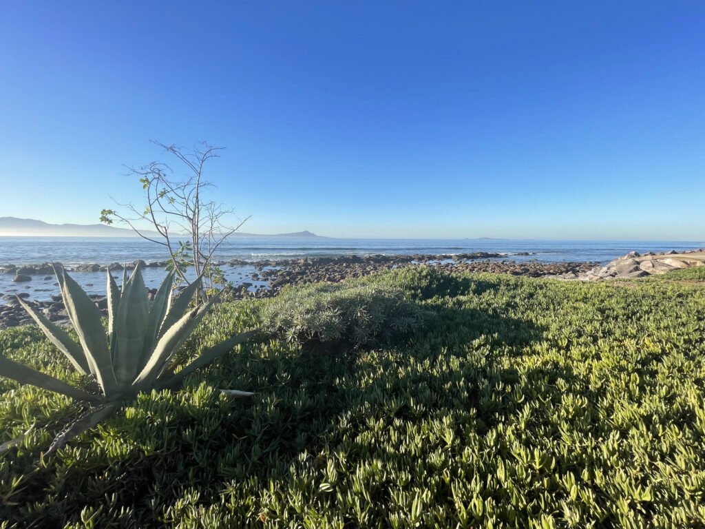 Rocky beach, agave plant, ocean view, Valle de Guadalupe Mexico Tour.