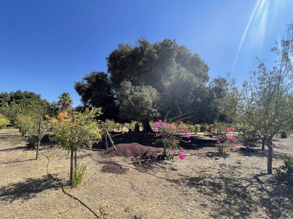 Tree, garden, Valle de Guadalupe Mexico Tour.