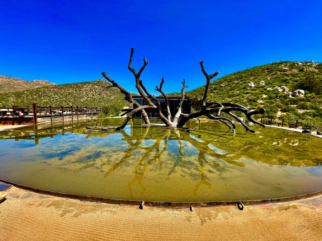 Tree reflecting in a shallow pool with surrounding wooden railings and natural landscape. Mexico wine tours.