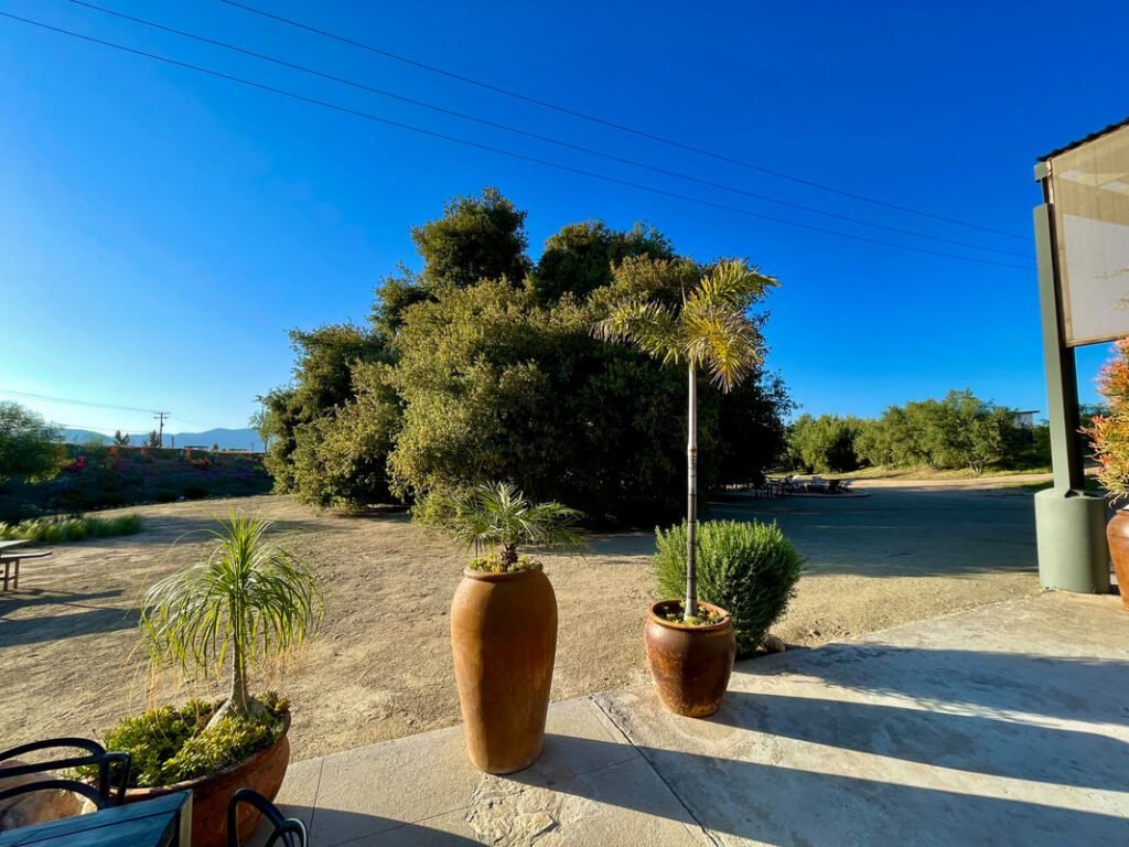 Outdoor scene with large potted plants, a small table with chairs, and a lush tree in the background. Dry and sandy ground. Mexico wine tours.