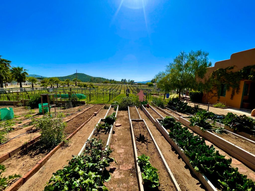 A well-maintained garden with multiple raised beds containing various plants. Sunny outdoor area with clear blue skies. Orange-brown building with green vines on it and hills visible in the distance. Mexico wine tours.