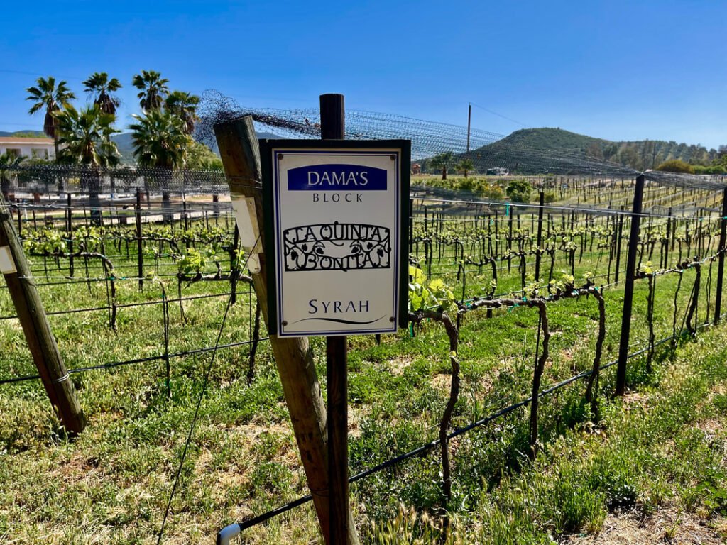 Vineyard with a sign that reads "DAMA'S BLOCK LA QUINTA BONITA SYRAH." Rows of grapevines, palm trees, and a building in the background. Clear blue sky with a hill in the distance. Mexico wine tours.