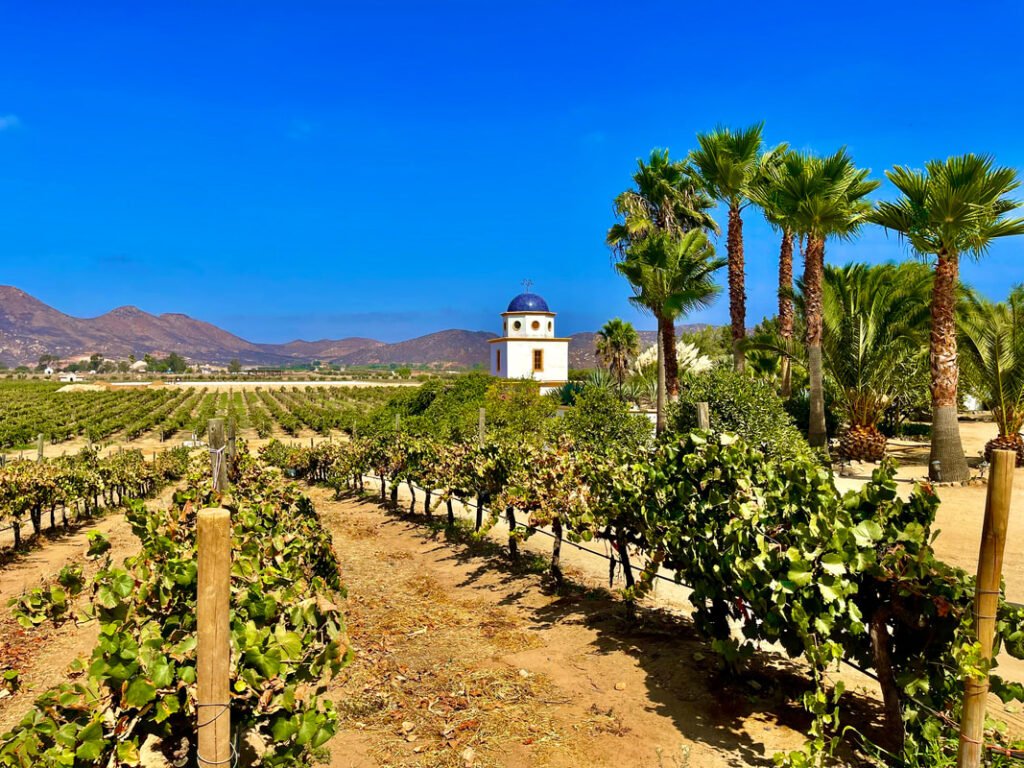 Vineyard with grapevines, small white building with blue dome, palm trees, mountains in the distance. Mexico wine tours.
