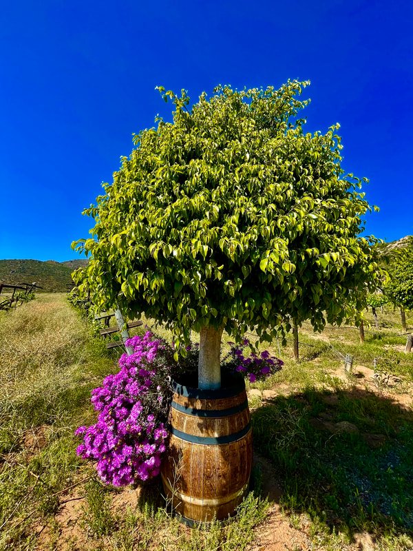 A flourishing tree nestled in a wooden barrel surrounded by vibrant purple flowers stands as a scenic highlight in the picturesque landscape of Mexico wine tours.