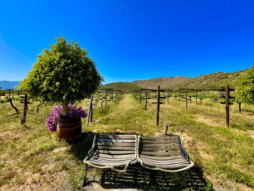 A tranquil vineyard landscape with lounge chairs invites you to relax and enjoy the serenity of Mexico wine tours.