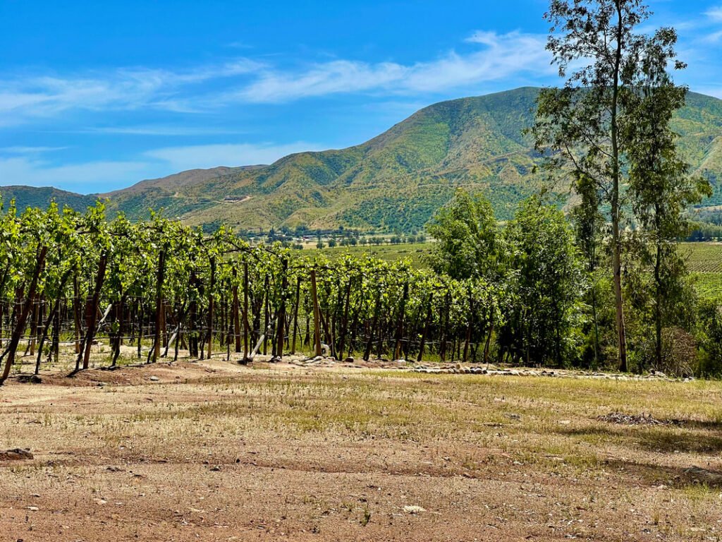 Rows of grapevines in a vineyard with mountains in the background and a clear blue sky.