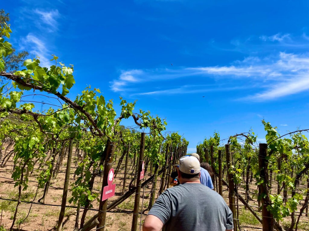 Vineyard with rows of grapevines, clear blue sky, and people walking through the vineyard.