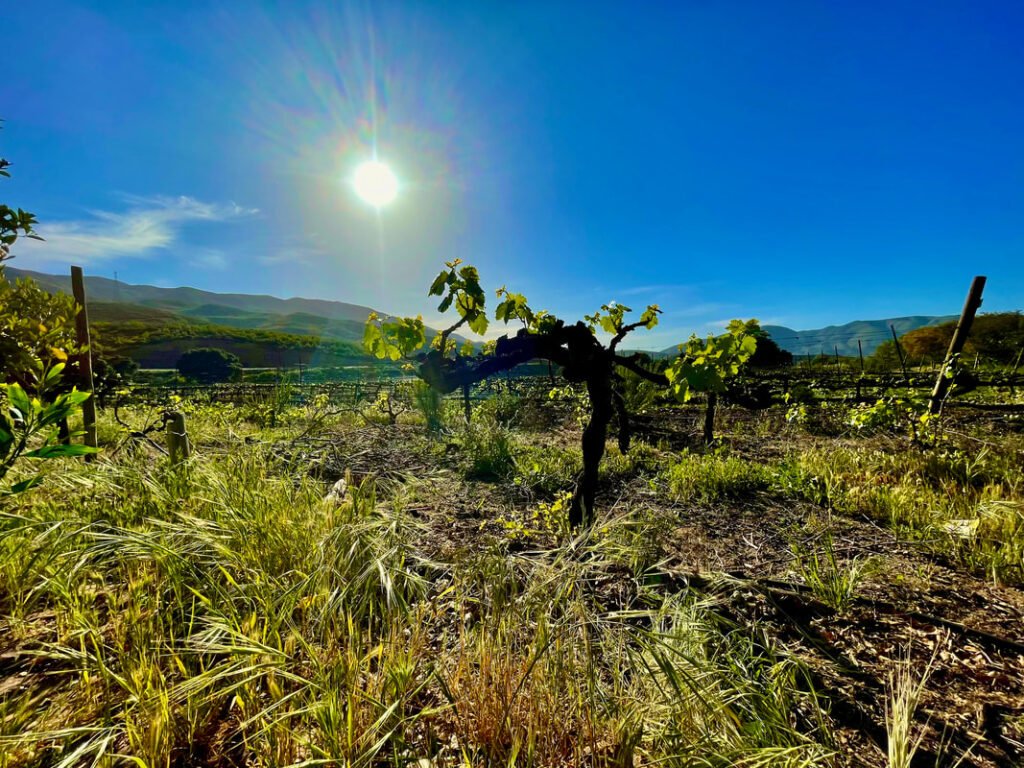 Vineyard with grapevines in rows, sunny sky, and mountains in the background.