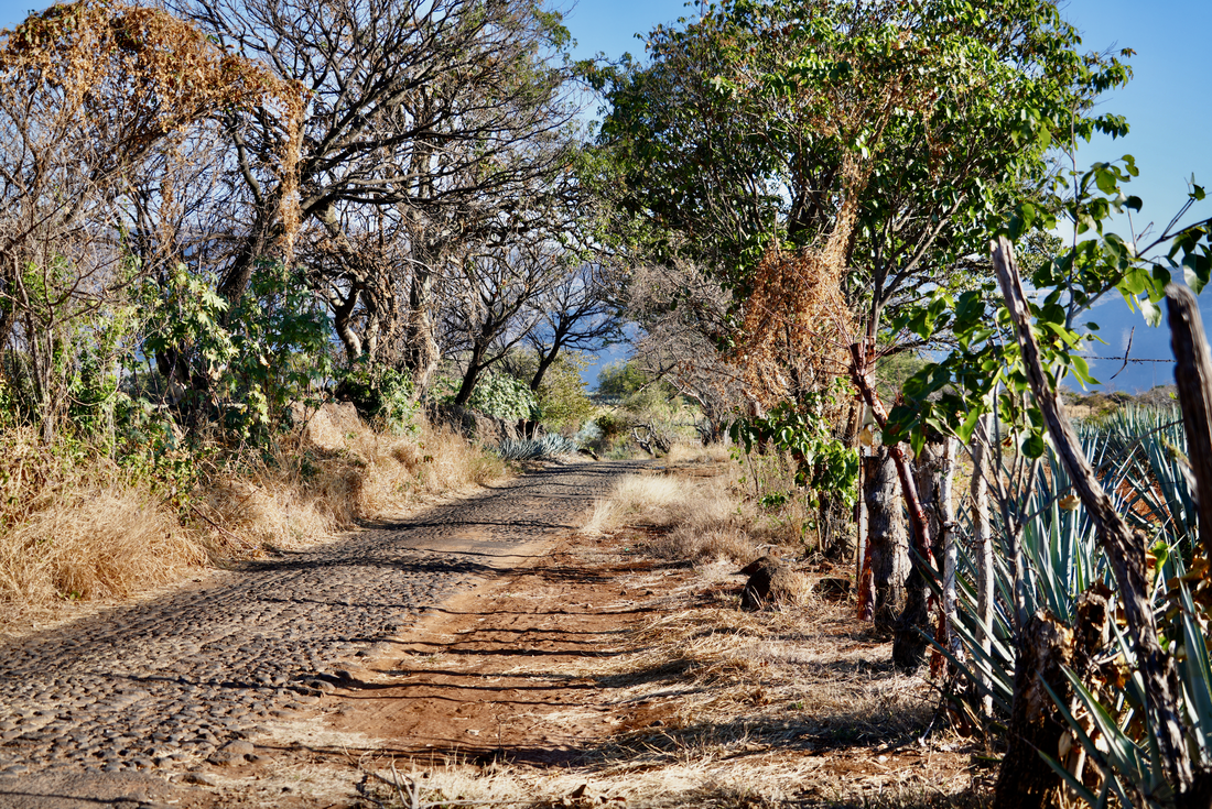 Path through agave fields, a unique wine country getaway.