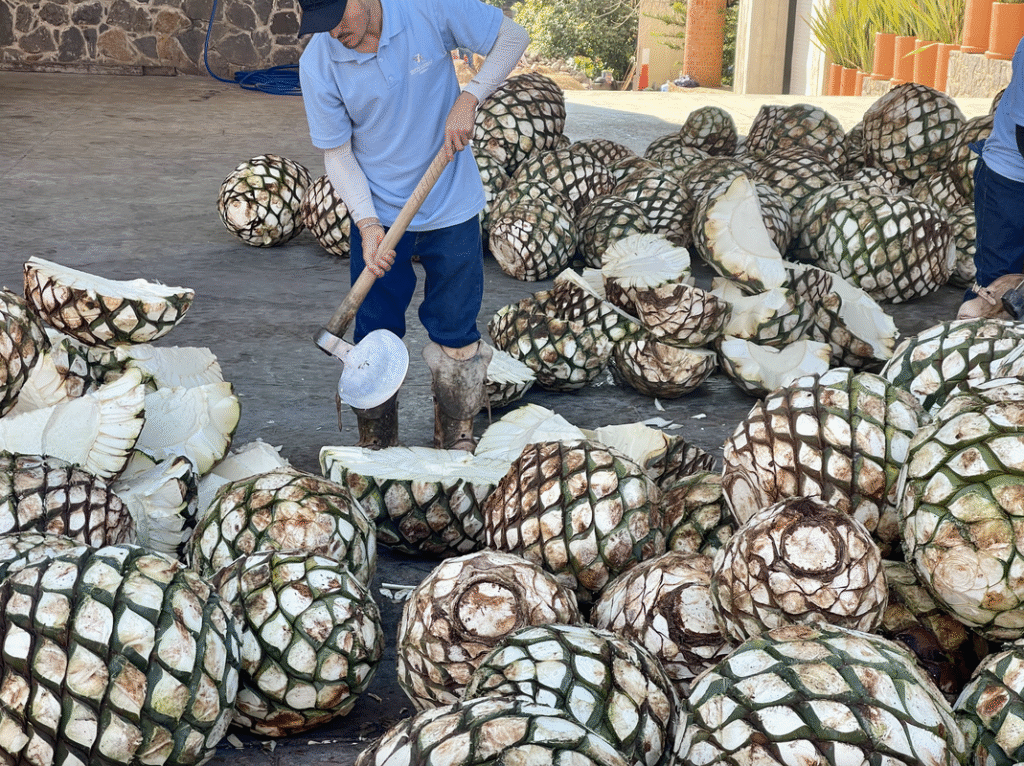 Worker processing agave piñas for tequila, a highlight of food and wine tours.