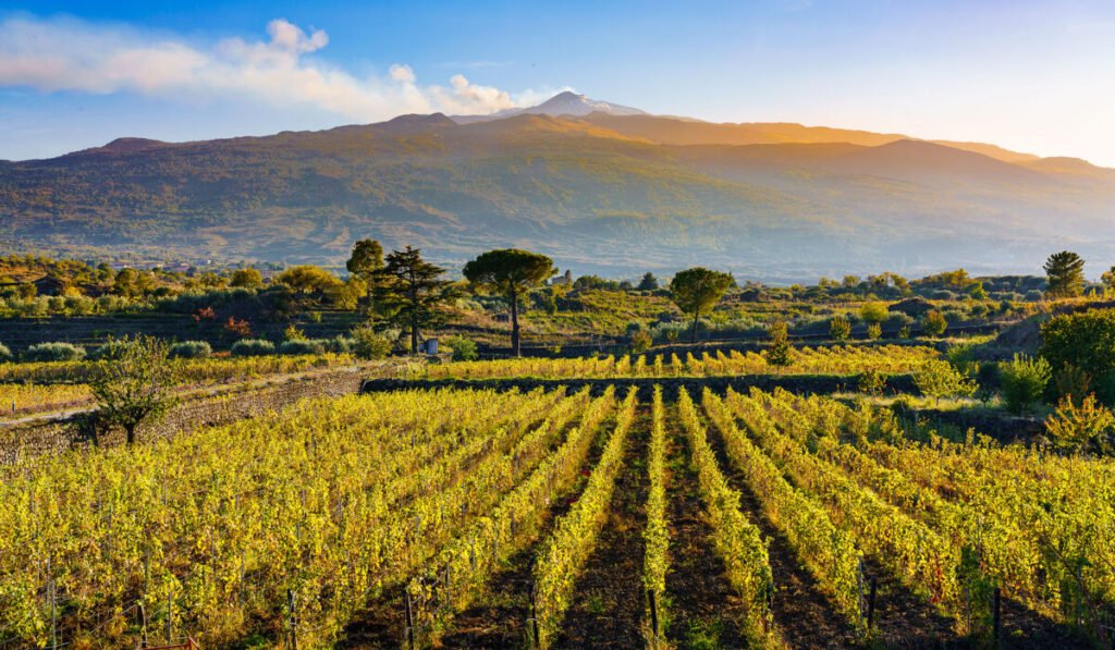 A vast vineyard with rows of green and yellow grapevines stretches into the foreground, while the majestic Mount Etna rises in the background under a clear sky with a warm sunset glow.
