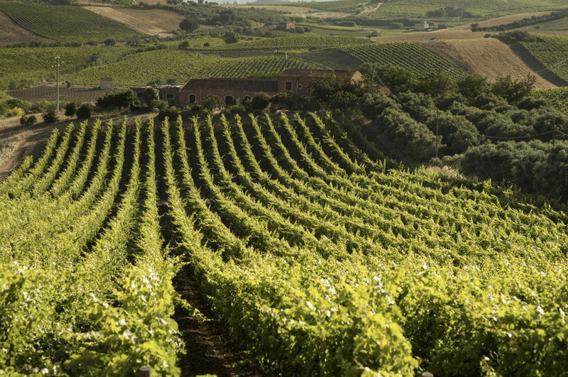 Vineyard