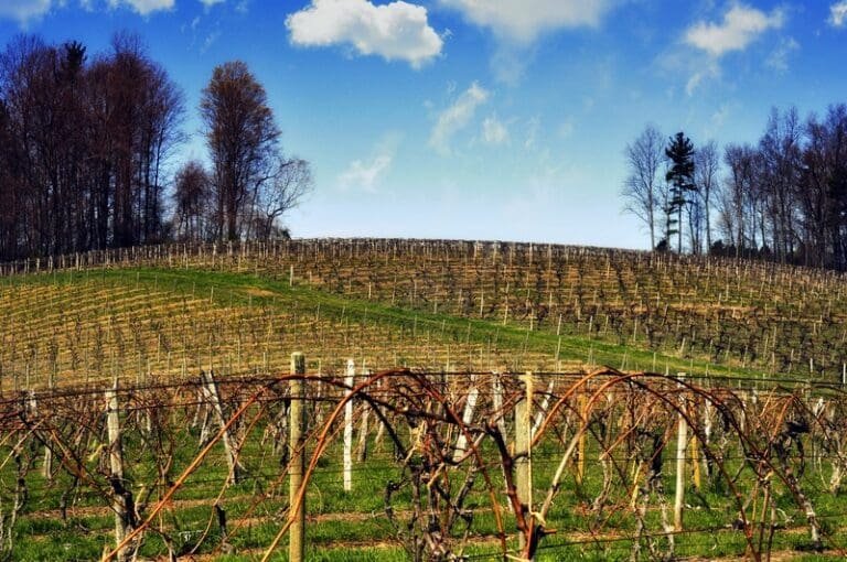 Forget the Wine Trail: A Private Tour to Meet the Real Finger Lakes Winemakers