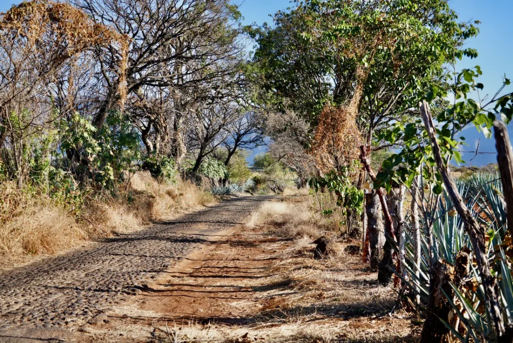 Jalisco Tequila Tour: Private Distillery, Fine Food & Luxury Stays