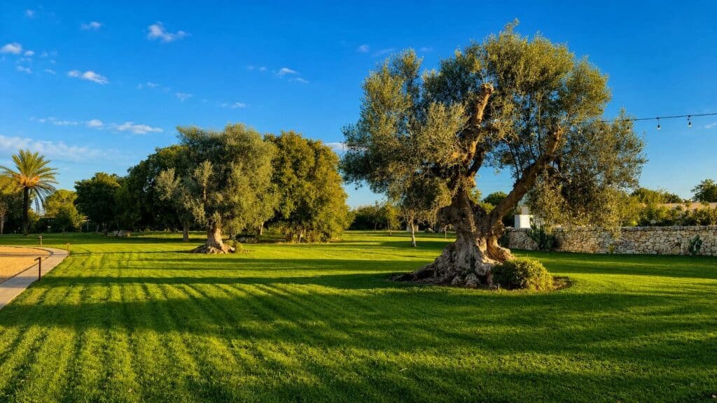 High Polyphenol Olive Oil From Puglia: A Chef’s Guide