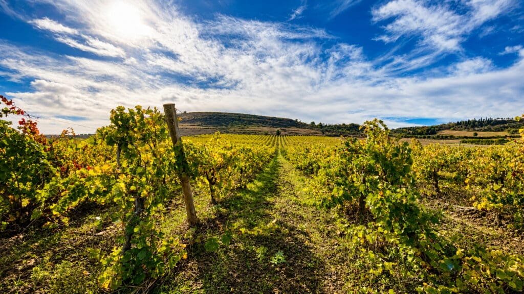 How Many Wineries Should You Visit in a Day? Why Two Works Best