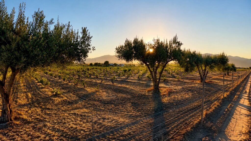 How Much Does a Valle de Guadalupe Wine Tour Cost?