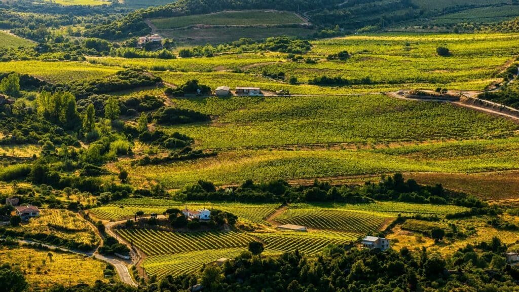 Sardinia Wines and Grapes to Expect on a Wine Tour