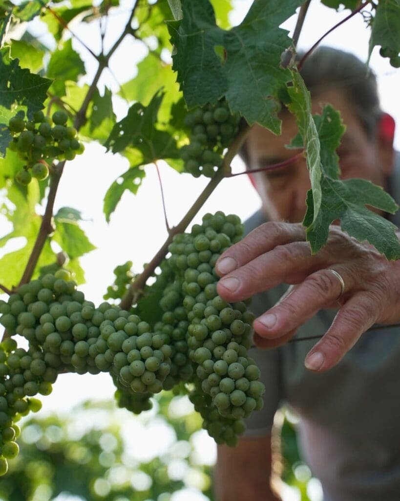 What Is Apulia Known For? Fiano Puglia — The White Wine That Makes Seafood Shine