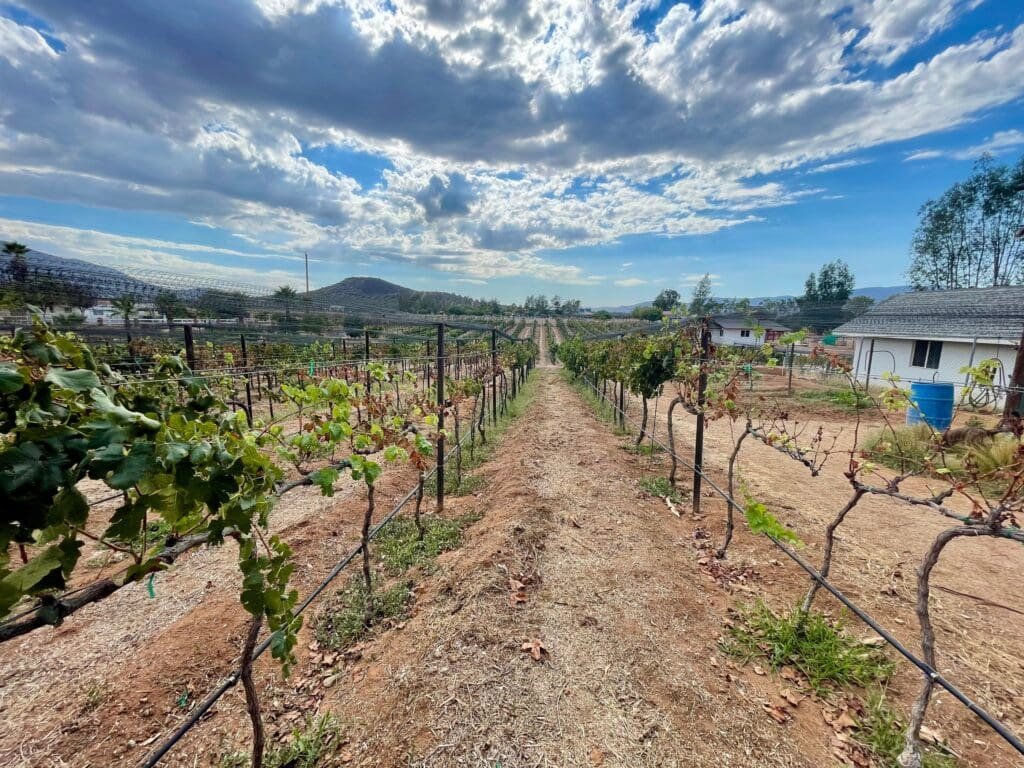Best Time to Visit Valle de Guadalupe: Weather, Harvest & Crowds