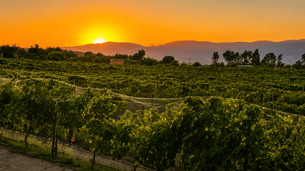 Best Wineries in Valle de Guadalupe for Different Types of Wine Travelers