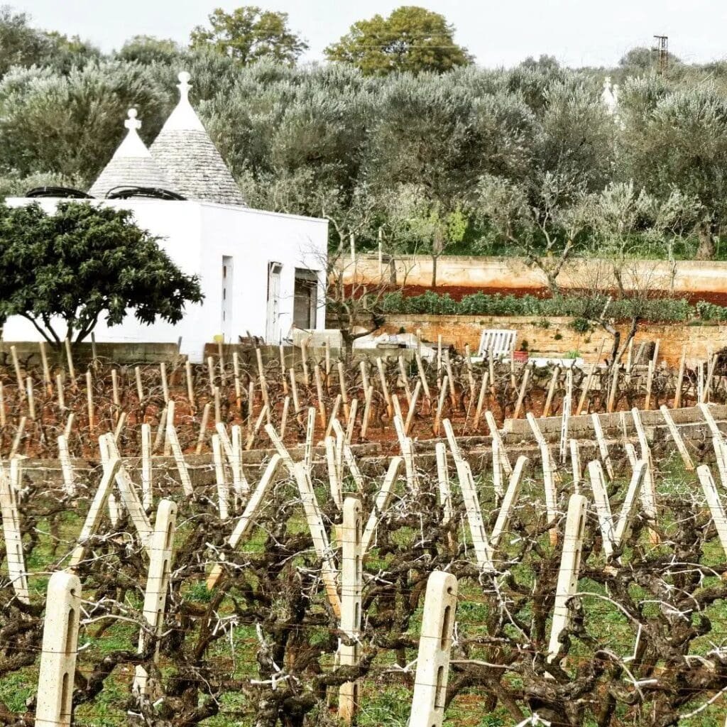 Puglia Wine Grapes and 4 Lesser-Known Varieties Travelers Rarely Discover