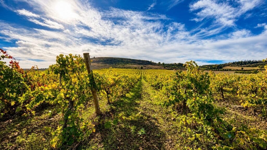 What Is Apulia Known For? Susumaniello — Puglia’s Hidden-Gem Red